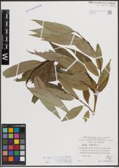 Foto von Salix fragilis L.